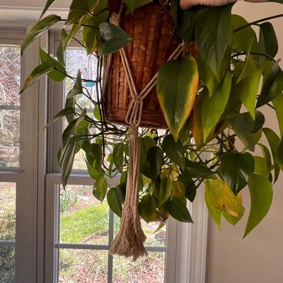 Macrame Hanging Potted Plants (SR-RG)