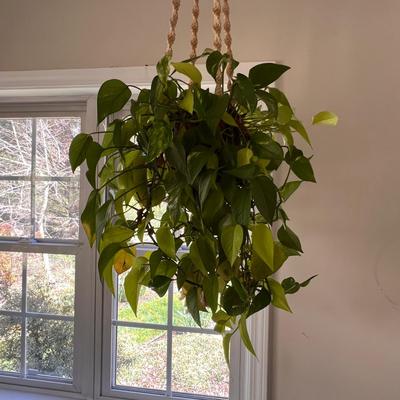 Macrame Hanging Potted Plants (SR-RG)