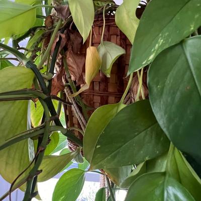 Macrame Hanging Potted Plants (SR-RG)