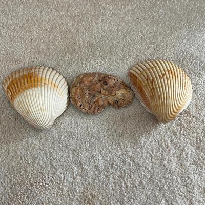 Carved Wooden Pelican, Seashells & More (LR-MG)
