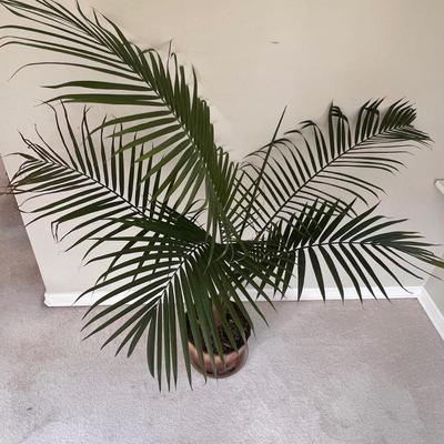 5 Foot Mature Areca Potted Palm (SR-RG)