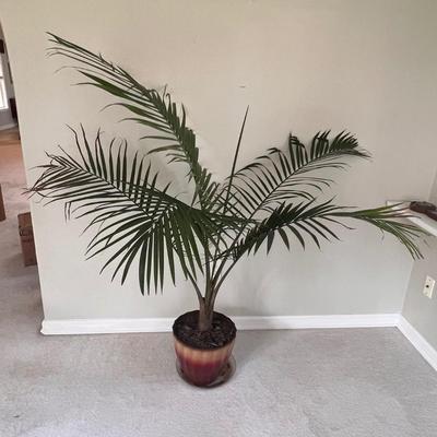 5 Foot Mature Areca Potted Palm (SR-RG)