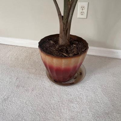 5 Foot Mature Areca Potted Palm (SR-RG)