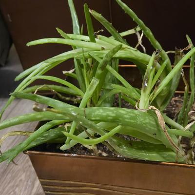 Aloe Vera Plants