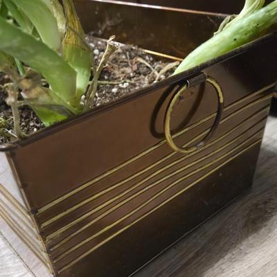 Aloe Vera Plants