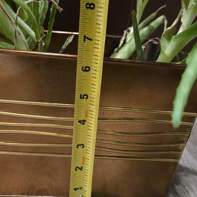 Aloe Vera Plants