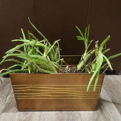 Aloe Vera Plants