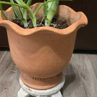Aloe Vera with Plant Stand
