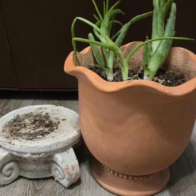 Aloe Vera with Plant Stand