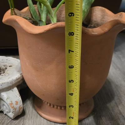 Aloe Vera with Plant Stand