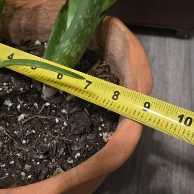Aloe Vera with Plant Stand