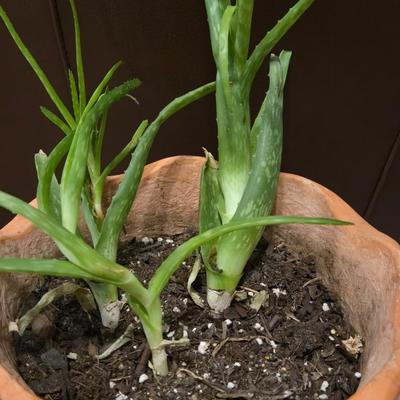 Aloe Vera with Plant Stand