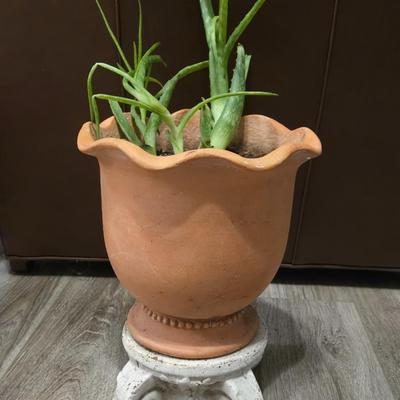 Aloe Vera with Plant Stand