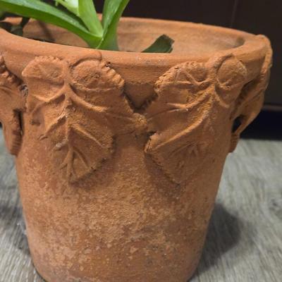 Aloe Vera Plant