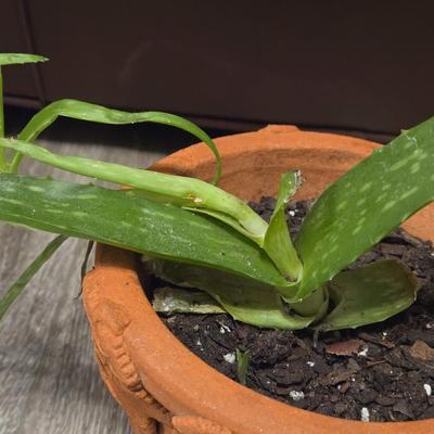 Aloe Vera Plant