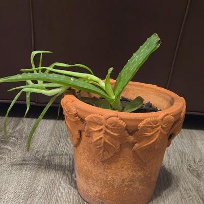 Aloe Vera Plant