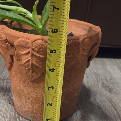 Aloe Vera Plant