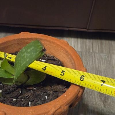 Aloe Vera Plant