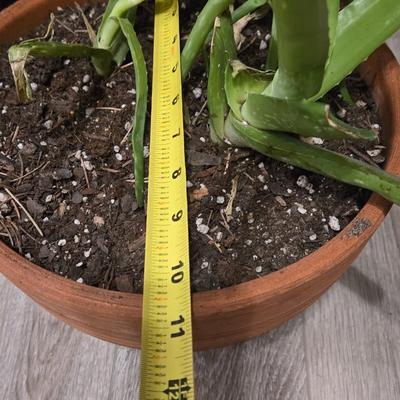Aloe Vera Plant