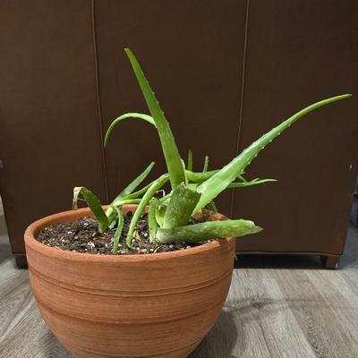 Aloe Vera Plant