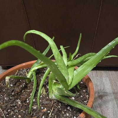 Aloe Vera Plant