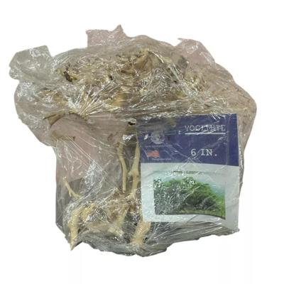 New Aquaglobe Yosemite Bonsai Wood Nano Size 6" Fishtank Decor