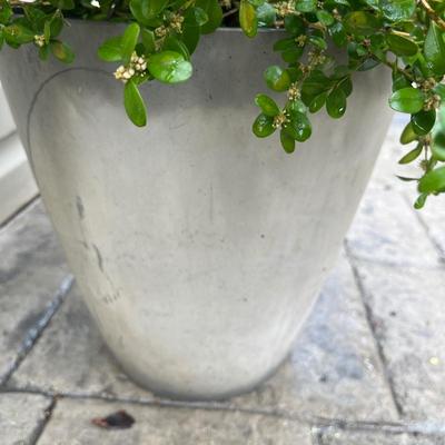 Boxwood In Plant Pot (BY-MG)