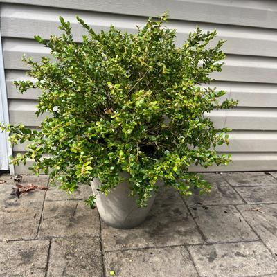 Boxwood In Plant Pot (BY-MG)