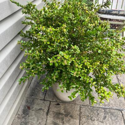 Boxwood In Plant Pot (BY-MG)