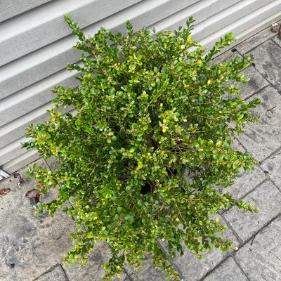 Boxwood In Plant Pot (BY-MG)