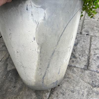 Boxwood In Plant Pot (BY-MG)