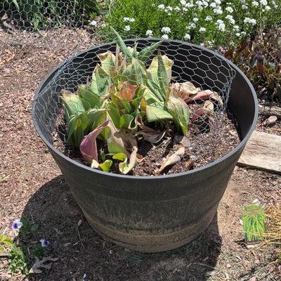 Five Plant Pots Full of Plants - Tulips, Succulents & More (FY-RG)