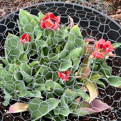 Five Plant Pots Full of Plants - Tulips, Succulents & More (FY-RG)
