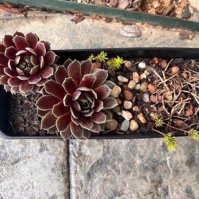Five Plant Pots Full of Plants - Tulips, Succulents & More (FY-RG)