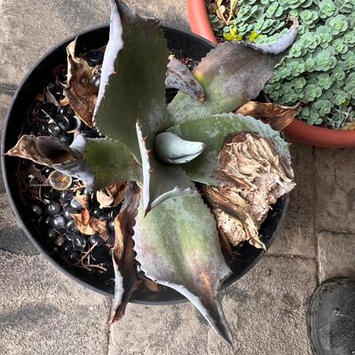 Five Plant Pots Full of Plants - Tulips, Succulents & More (FY-RG)