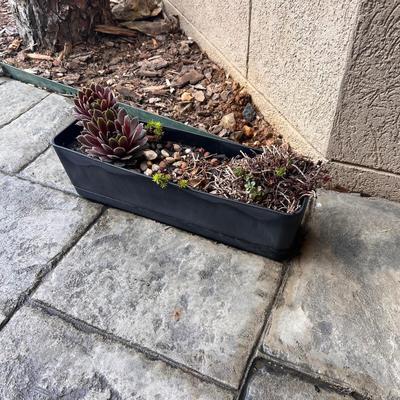 Five Plant Pots Full of Plants - Tulips, Succulents & More (FY-RG)