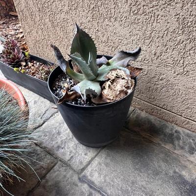 Five Plant Pots Full of Plants - Tulips, Succulents & More (FY-RG)