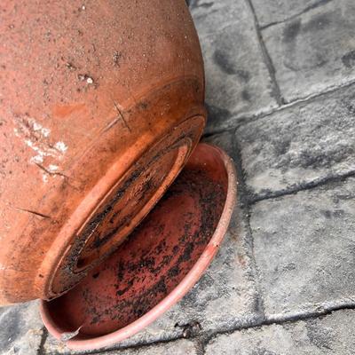 Five Plant Pots Full of Plants - Tulips, Succulents & More (FY-RG)