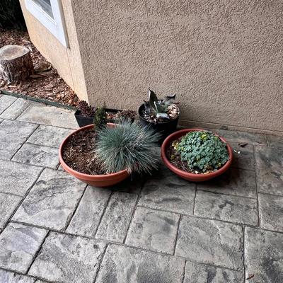 Five Plant Pots Full of Plants - Tulips, Succulents & More (FY-RG)