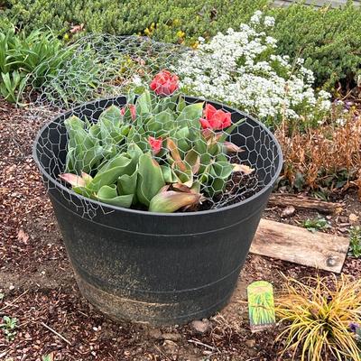 Five Plant Pots Full of Plants - Tulips, Succulents & More (FY-RG)