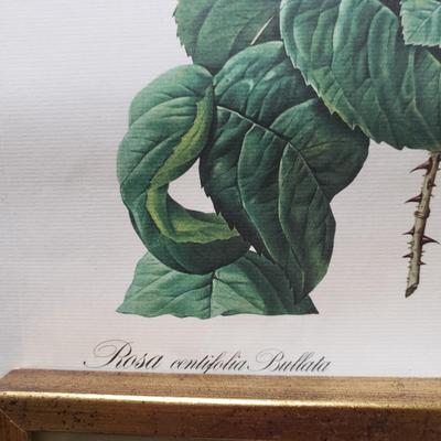 Vintage Floral Prints (GB-KD)