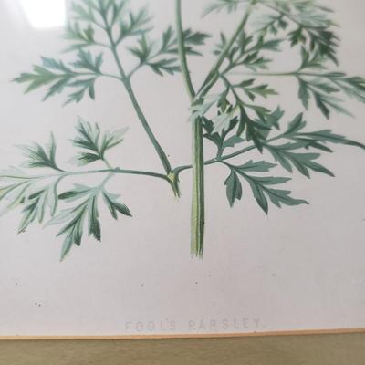Vintage Floral Prints (GB-KD)