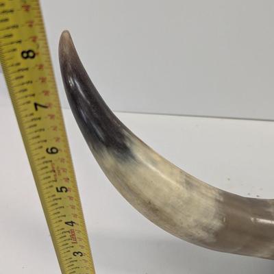 Mounted Steer Bull Horns