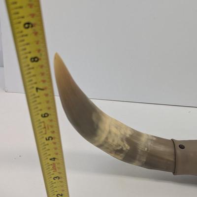 Made In Mexico Mounted Steer Bull Horns