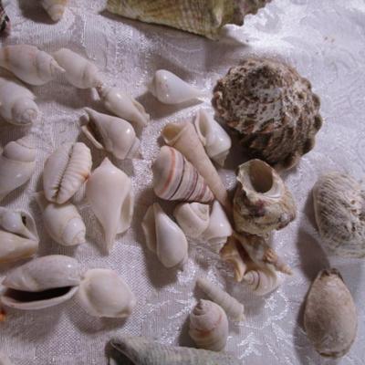 Shell collection #1