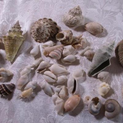 Shell collection #1