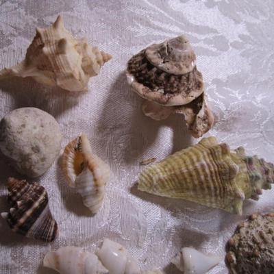 Shell collection #1