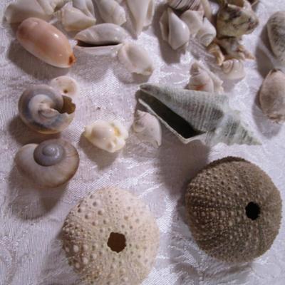 Shell collection #1