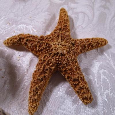 Starfish, puffer fish, tiger cowrie shell