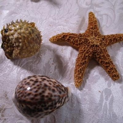 Starfish, puffer fish, tiger cowrie shell